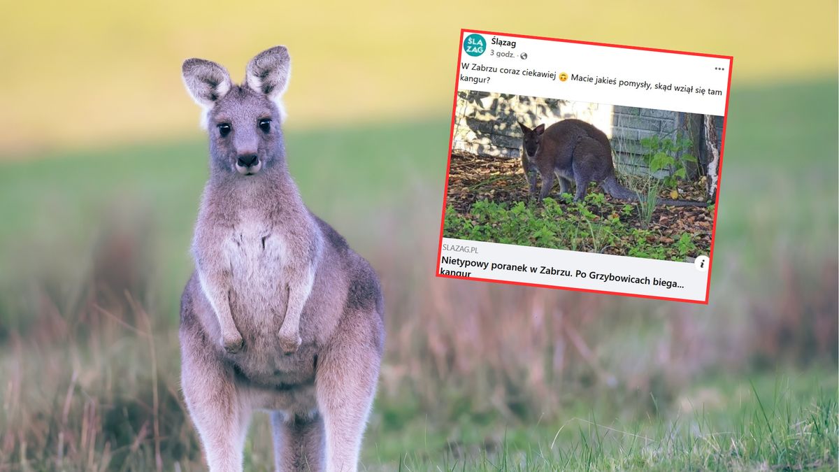 Kangur pojawił się na Górnym Śląsku. Na szczęście odnalazł się właściciel  
