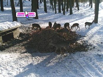 Głośno o zachowaniu rolnika. Nadleśnictwo docenia gest