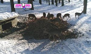 Głośno o zachowaniu rolnika. Nadleśnictwo docenia gest