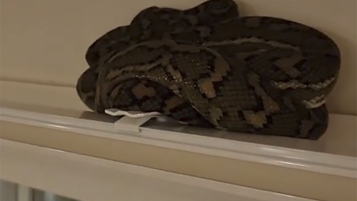 Wąż zaczaił się na mieszkańców domu na karniszu