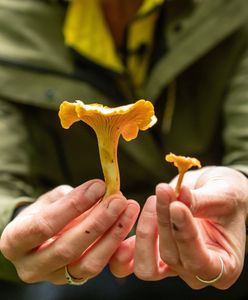 Pogoda dla grzybiarzy. Jakie ceny grzybów na targowiskach?