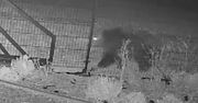 Przy samym płocie. Nocne nagranie. Aż włos się jeży