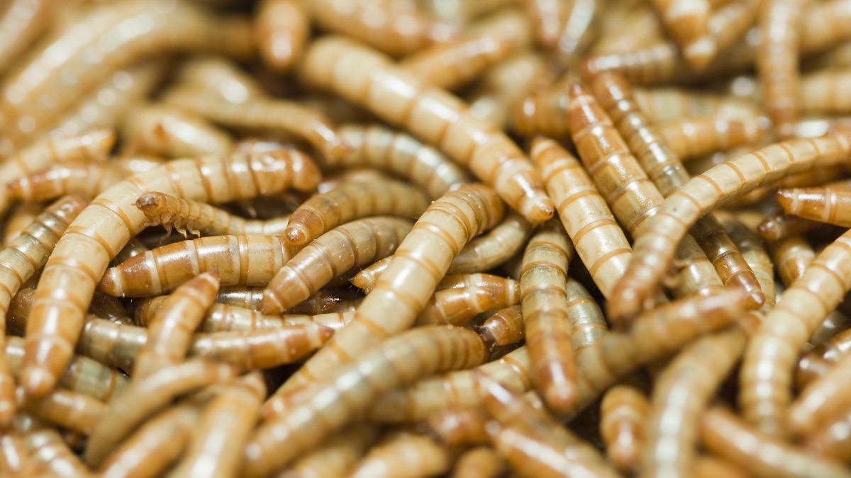 Europejska agencja ds. żywności twierdzi, że suszone larwy mącznika młynarka nadają się do jedzenia