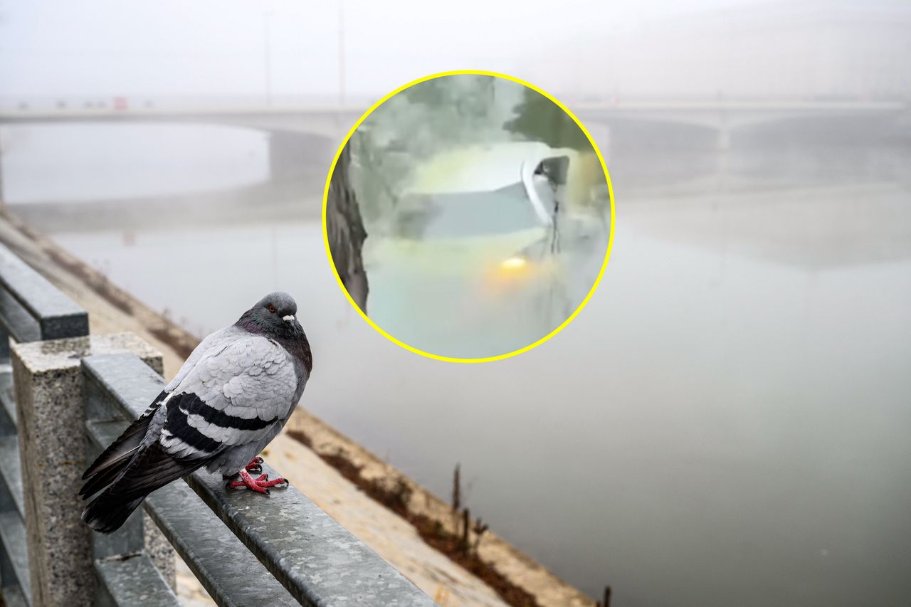 Niecodzienny wypadek we Wrocławiu. Auto zanurkowało w fosie