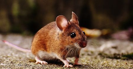 Niemcy. Pierwszy taki przypadek. Mężczyzna zakażony wirusem myszy