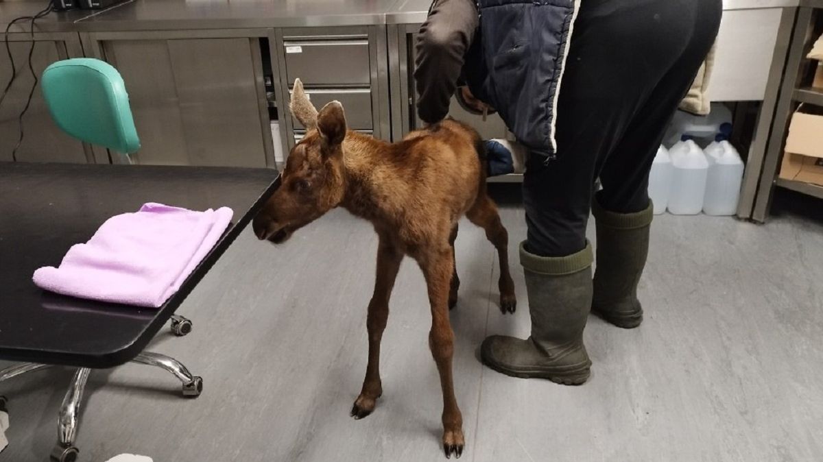 Łoś zaatakowany przez psy. Uratowali go leśniczy. 