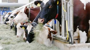 Dodatkowe dopłaty dla producentów bydła – zgłoś się do QMP!