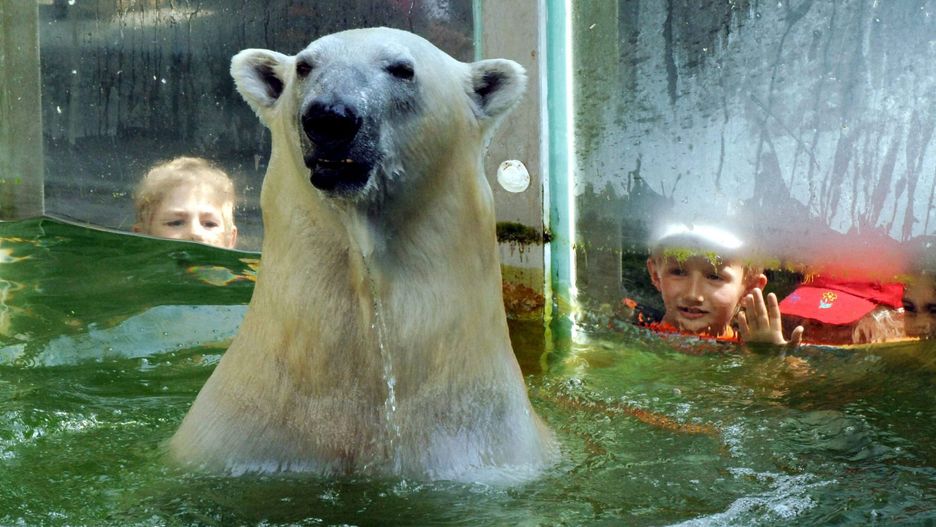 Zoo w niemieckim ogrodzie zoologicznym w Neumuenster dopuszcza zabicie swoich zwierząt w ramach planu awaryjnego