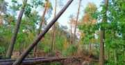 Ponure zdjęcia ze świętokrzyskich lasów. Tysiące uszkodzonych drzew