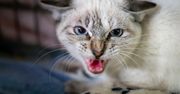 Kot na ciebie syczy? To ważny komunikat
