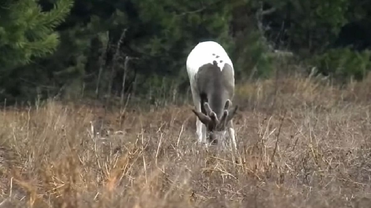 Wyjątkowy osobnik na terenie Nadleśnictwa Spychowo. Spotkał go leśniczy. 
