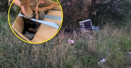 Znalazł pod Wrocławiem kartony. Oba były zaklejone taśmą