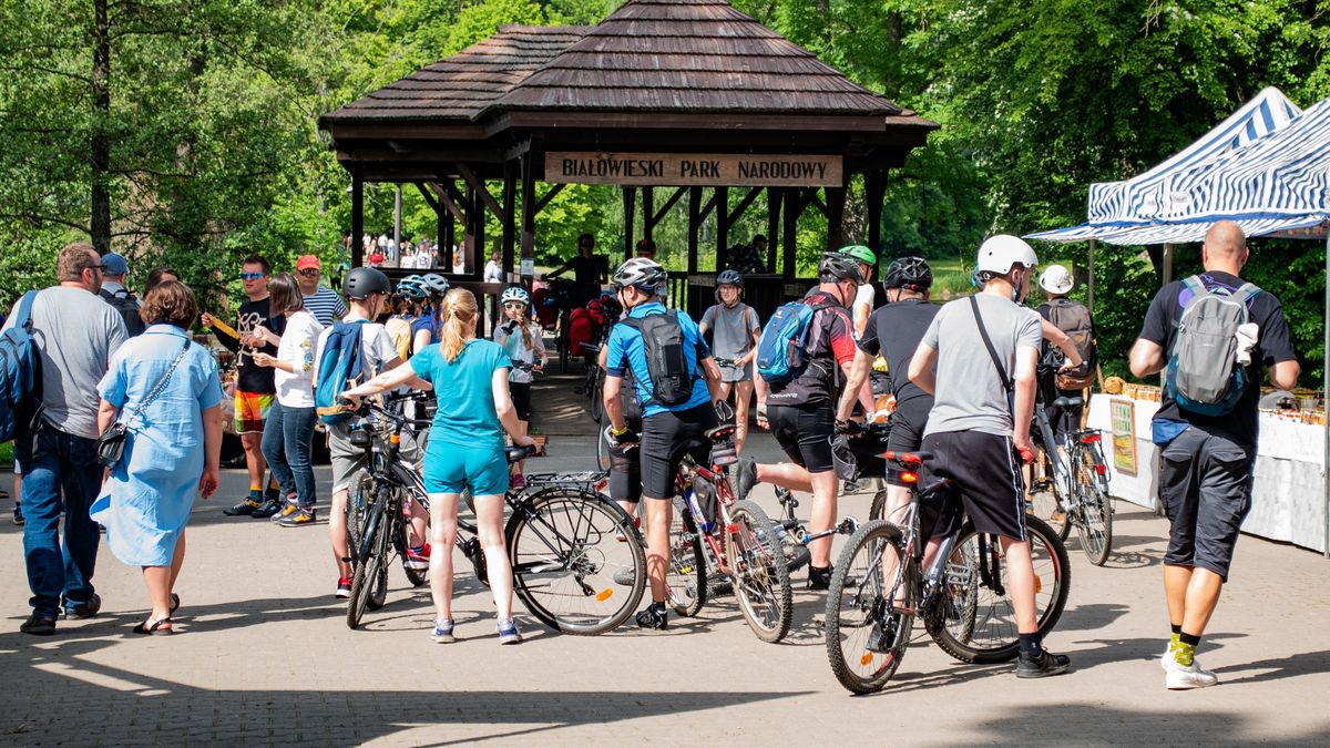 Puszcza Białowieska, wejście w główne w Białowieży.