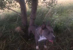 Głogów. Na ratunek tym, którzy nie mają głosu. Pies przywiązany do drzewa w środku lasu