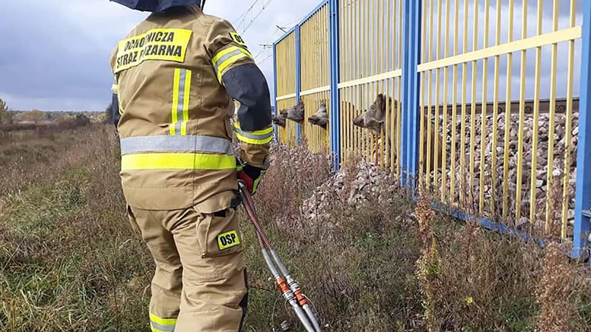 Straż pożarna została wezwana do czterech dzików uwięzionych na stacji kolejowej
