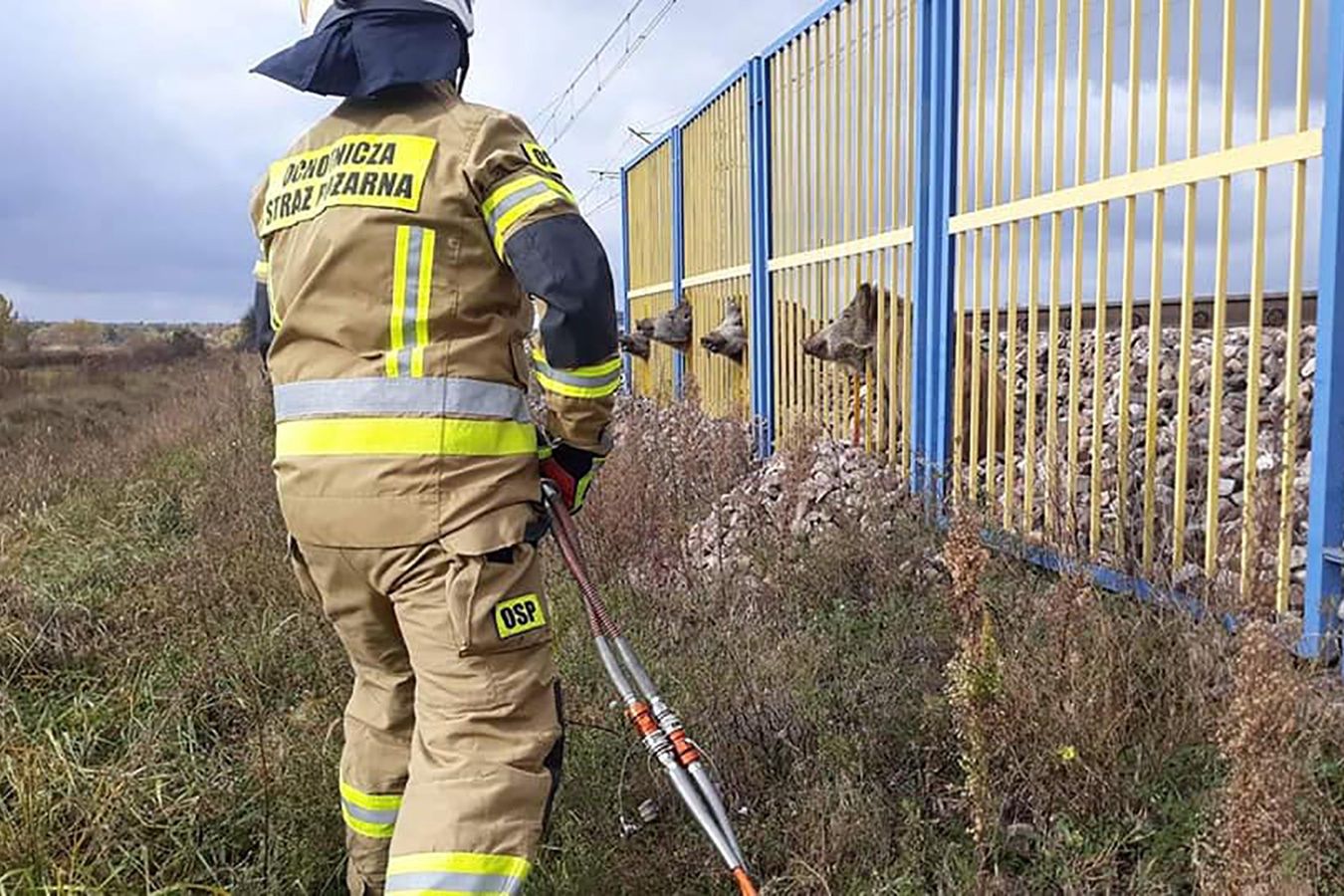 Cztery dziki utknęły na stacji PKP. Ich plany pokrzyżowała barierka