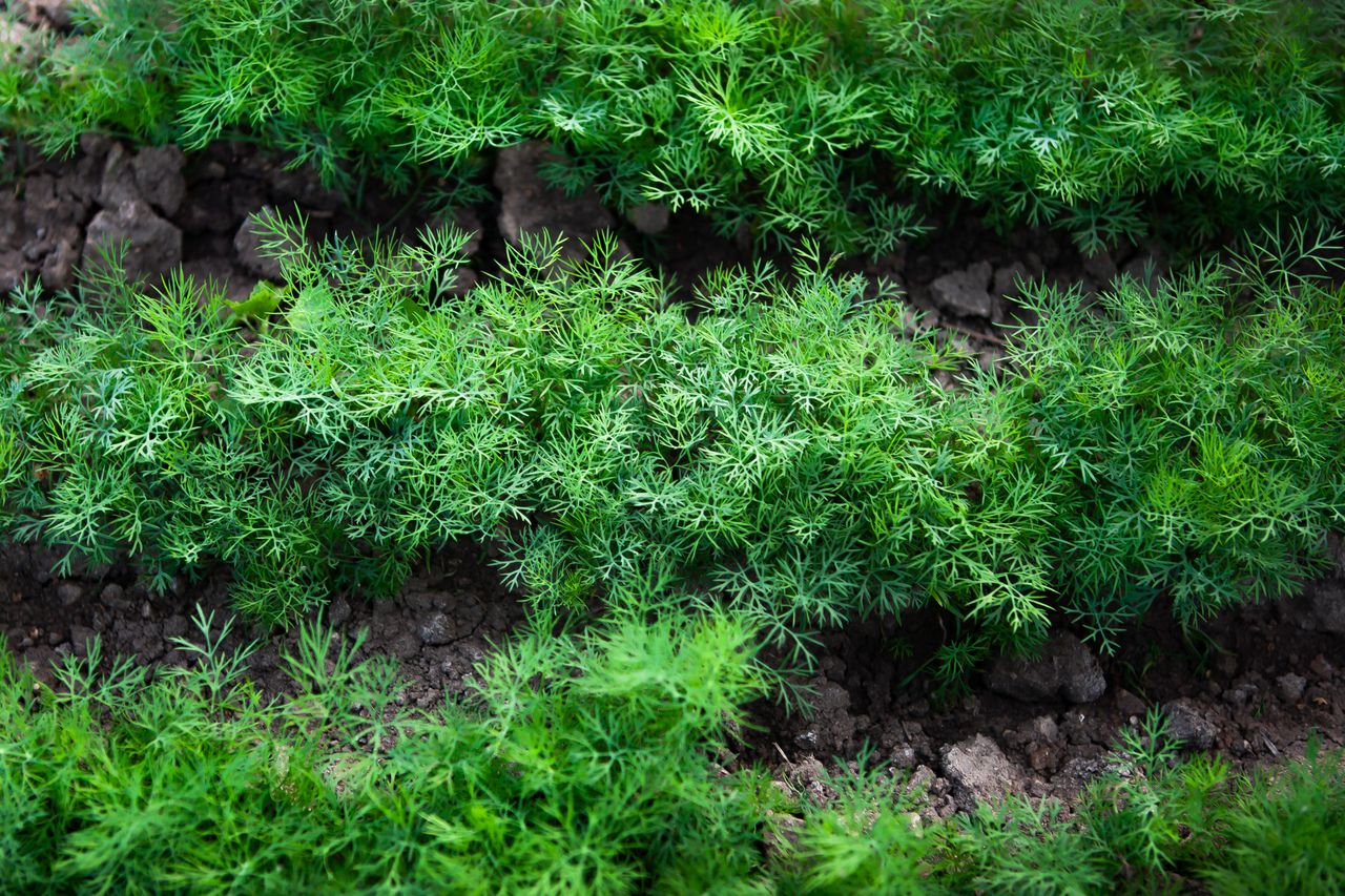 Natural ways to protect dill from aphids and other pests