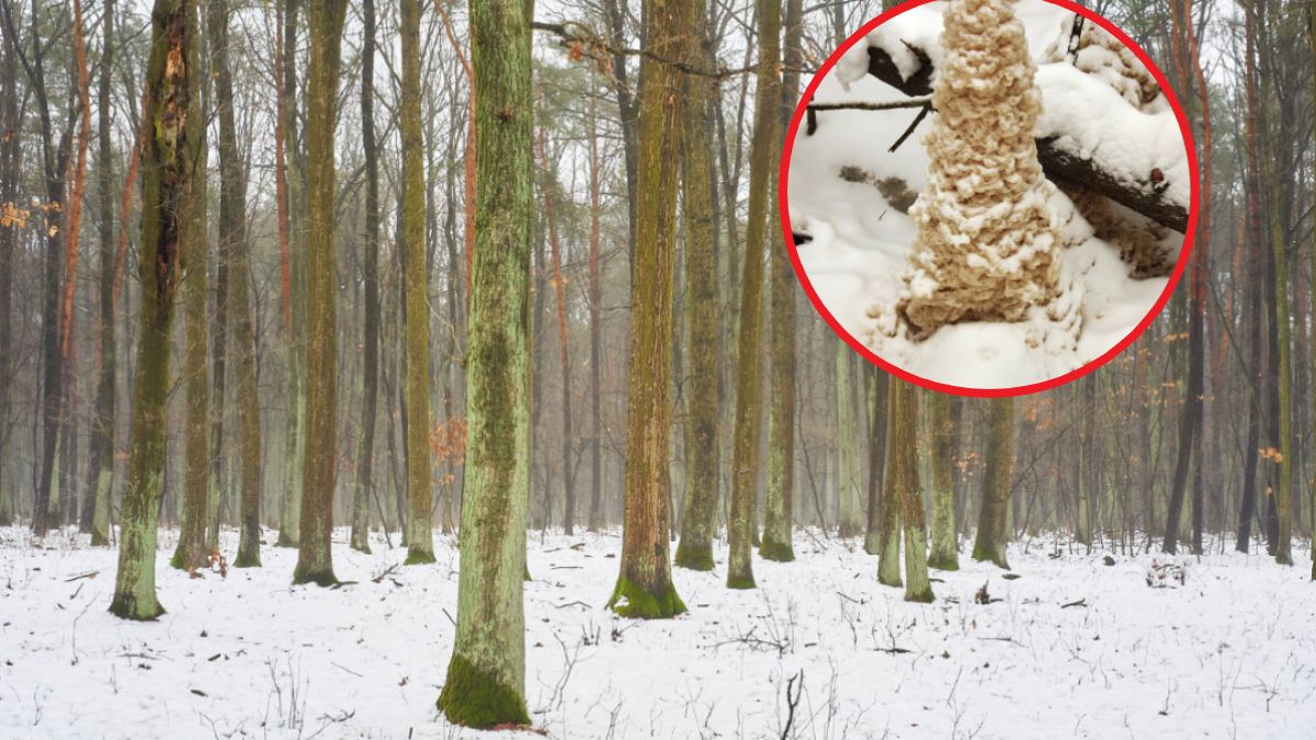 Leśnicy znaleźli "zagadkowy twór"