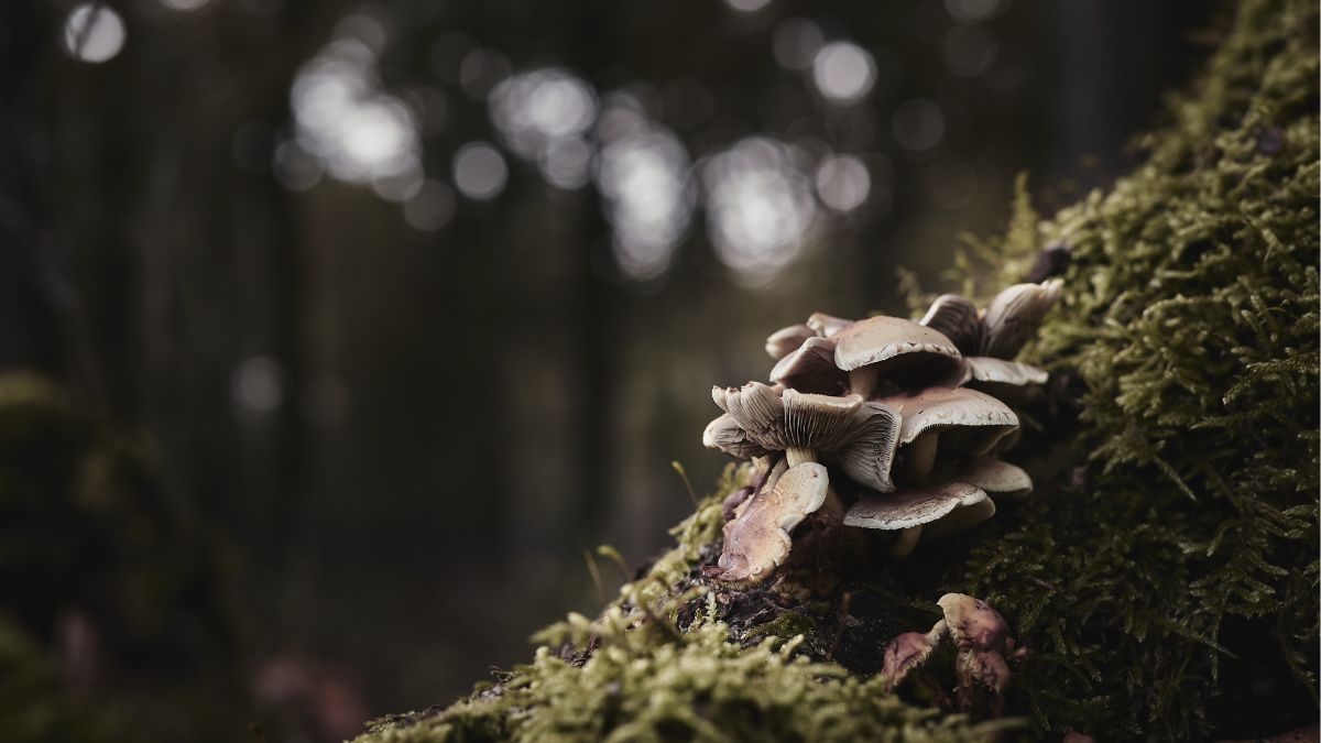 Grzyby, które rosną zimą.