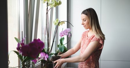 Pędy storczyka uginają się od kwiatów. To zasługa zimowej odżywki z obierek