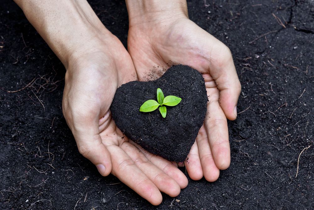 Rośliny to bogate źródło witamin i składników odżywczych, które wyizolowane stają się składnikiem wielu suplementów diety