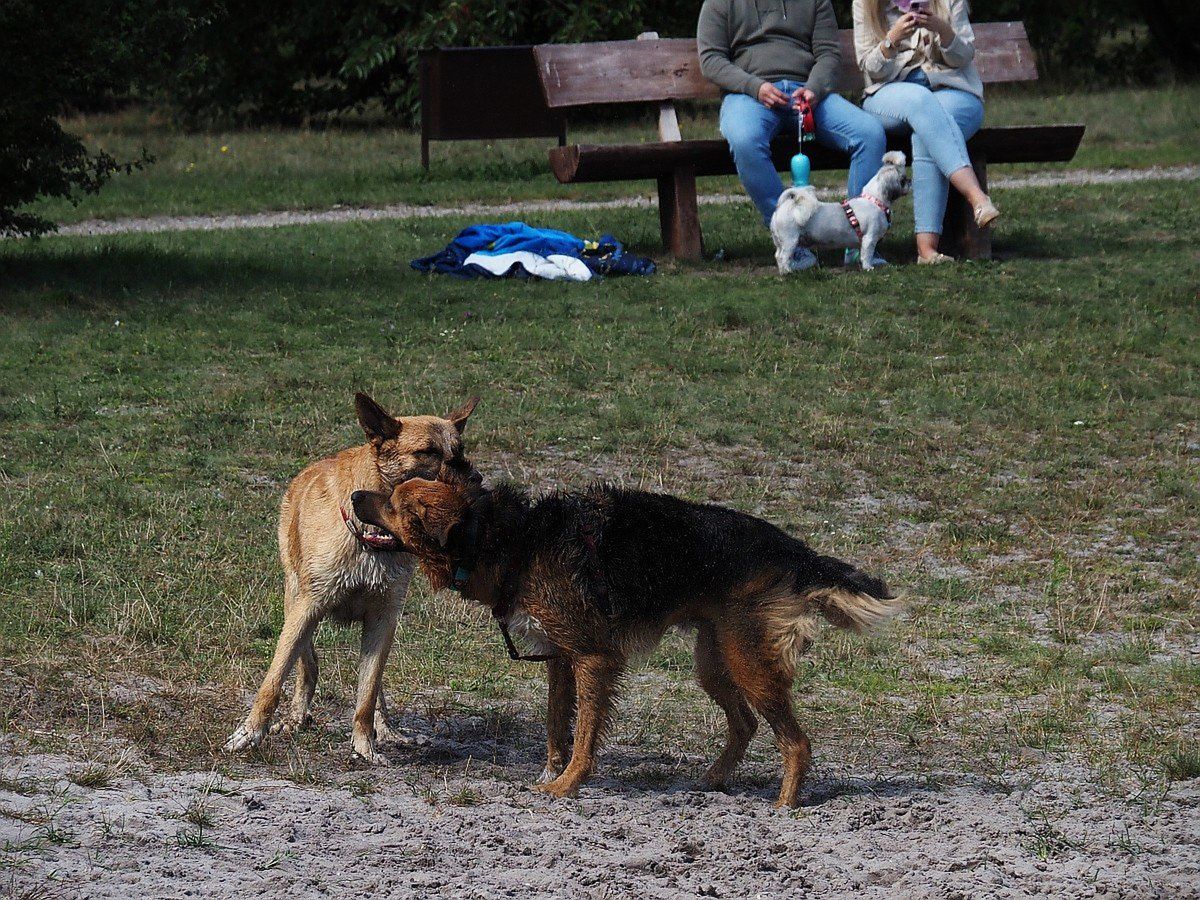 Na uroczysku Lublinek w niedzielę królowały urocze psiaki