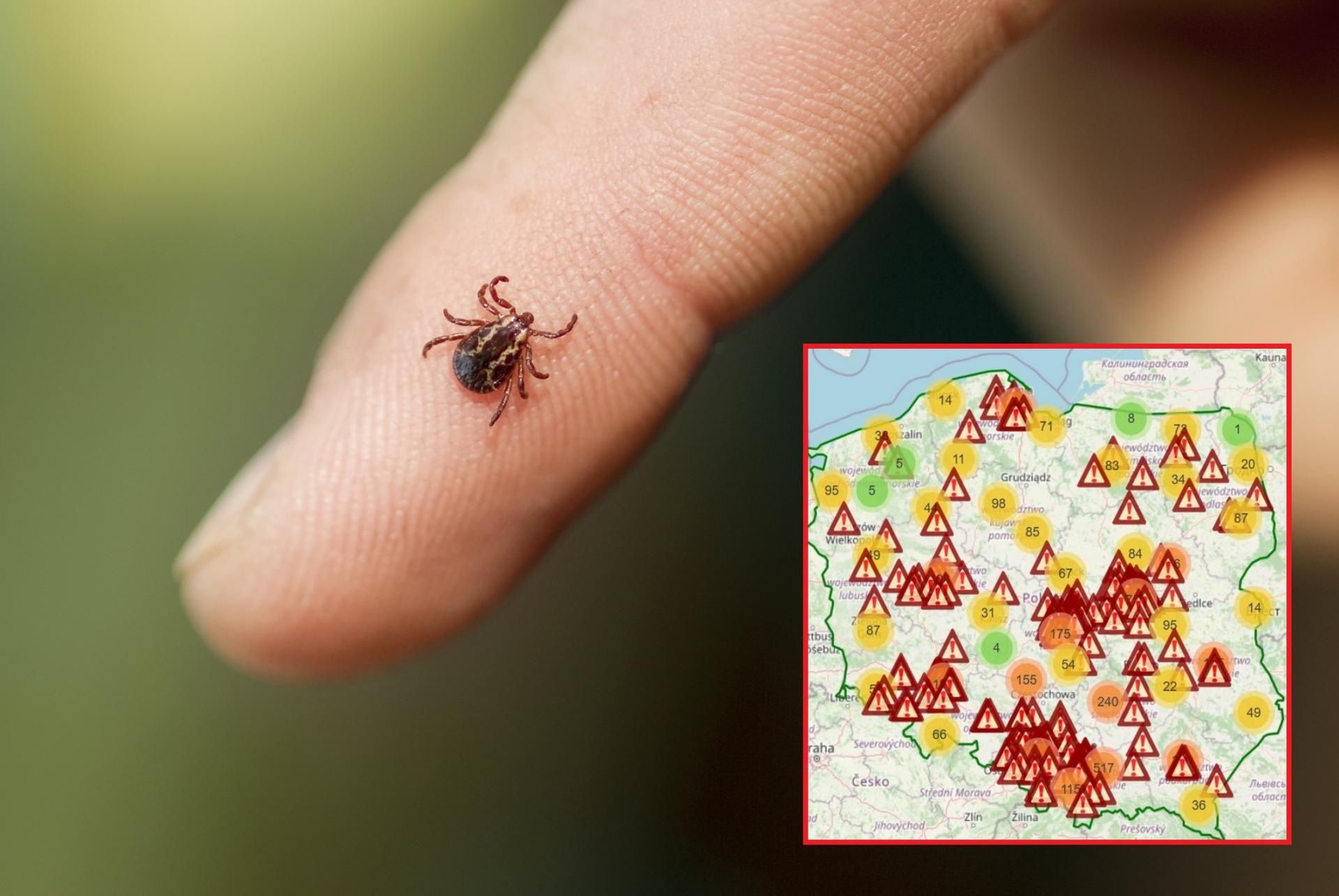 Mapa kleszczy jest aktualizowana w czasie rzeczywistym