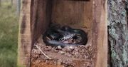 Niezwykły lokator budki lęgowej dla ptaków. Odkrycie leśników z warmińsko-mazurskiego