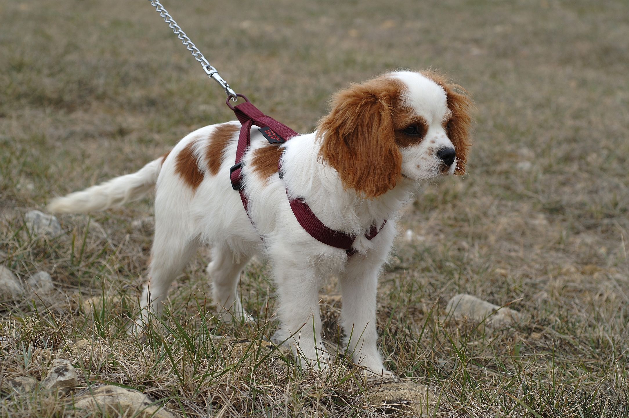 Cavalier King Charles Spaniel