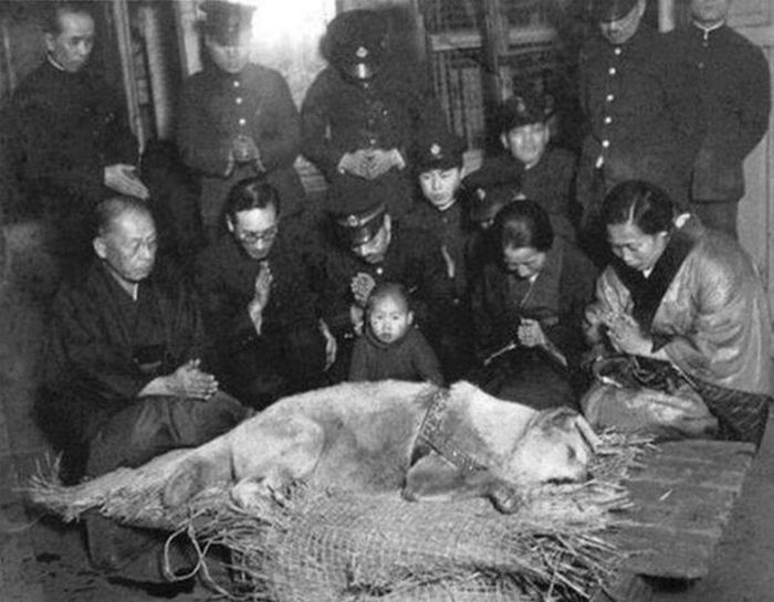 Rzadkie zdjęcia psa Hachiko, który czekał na swojego pana aż do śmierci 13