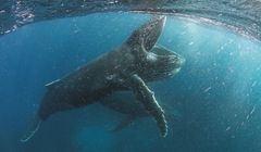 "Nasza planeta" - nowy serial przyrodniczy Netflixa. Narratorem David Attenborough