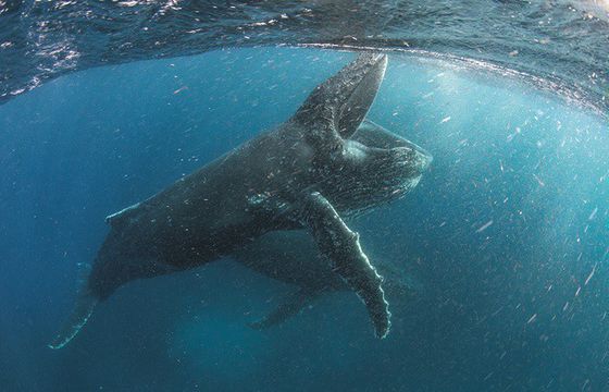 "Nasza planeta" - nowy serial przyrodniczy Netflixa. Narratorem David Attenborough