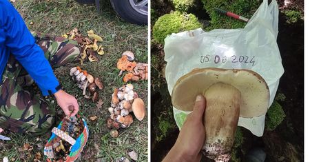 Grzybowy "boom" na Podkarpaciu. Zbiory jak na jesieni