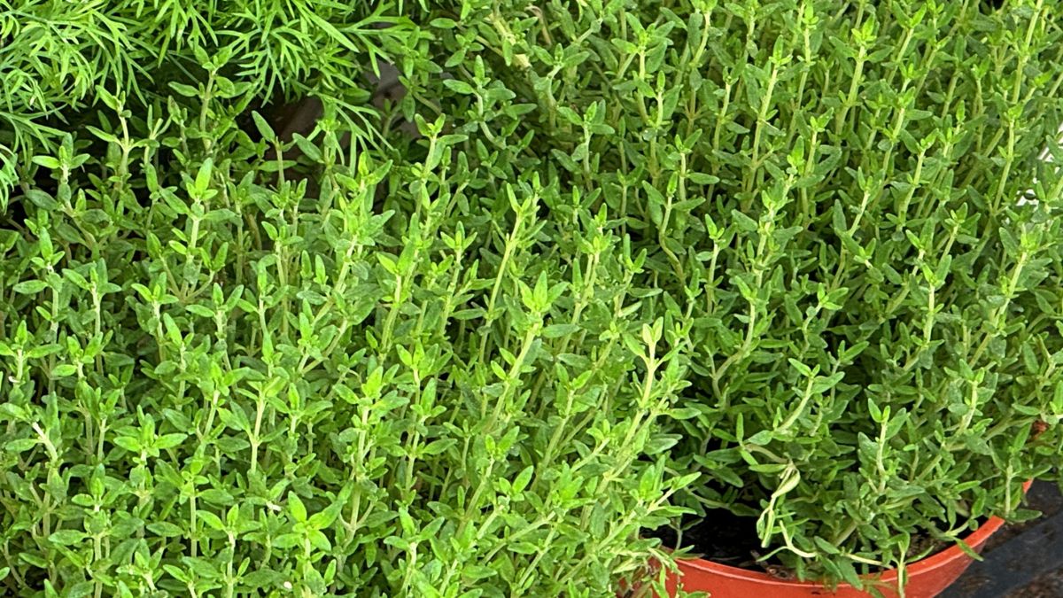 Niedoceniane zioło, które może pomóc na wiele sposobów