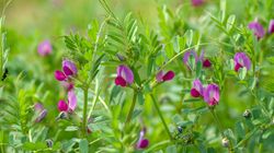 Wyka siewna - skład, właściwości, wskazania, przeciwwskazania, jak stosować