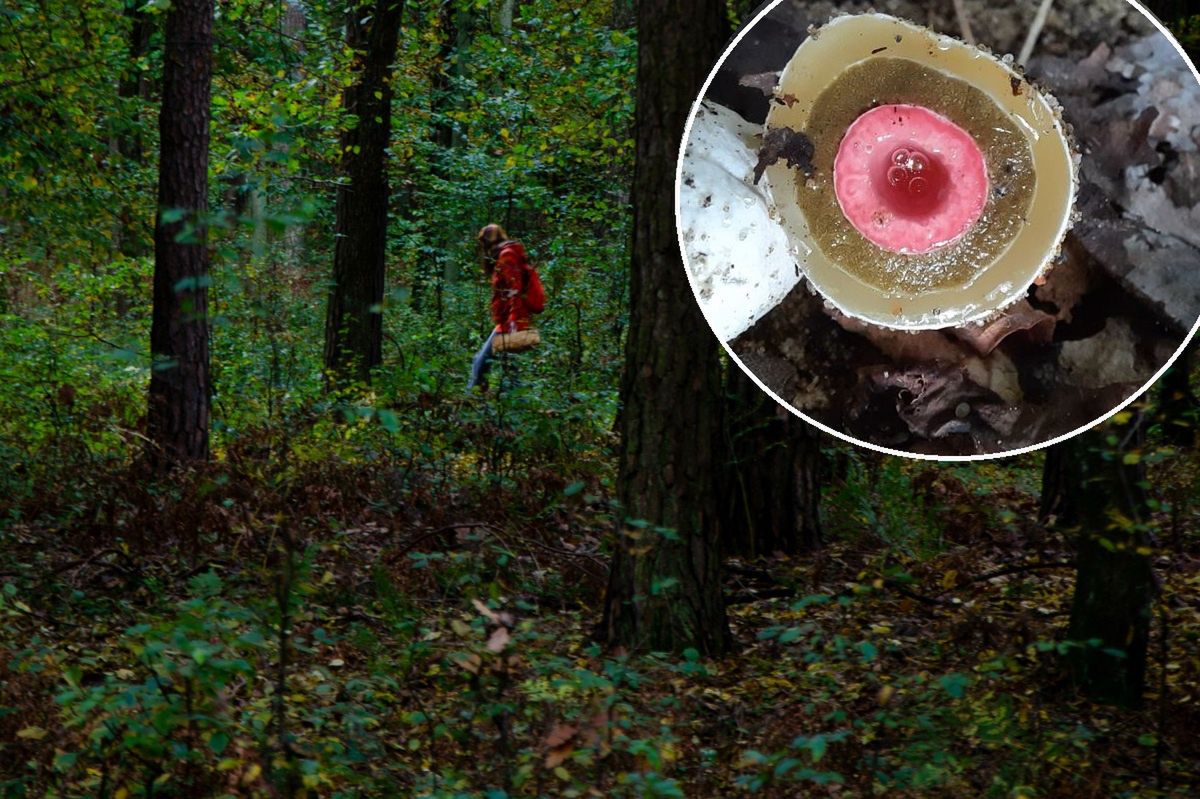 W lesie poczuła straszny zapach, a po chwili zobaczyła dziwny kształt. Leśnicy ostrzegają