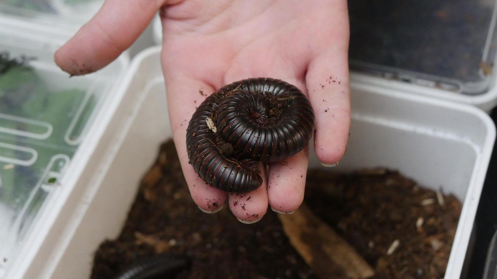 Tak wyglądały Exoticarium we Wrocławiu