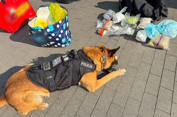 Narkotykowa obława w Białymstoku! CBŚP zabezpieczyło ponad 23 kg narkotyków za milion złotych – psy tropiciele wywęszyły ukryty magazyn
