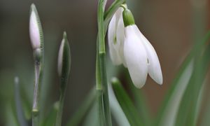 Październik to ostatni dzwonek na śnieżyczki. Zastosuj ten trik, a ugną się od kwiatów