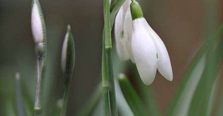 Październik to ostatni dzwonek na śnieżyczki. Zastosuj ten trik, a ugną się od kwiatów