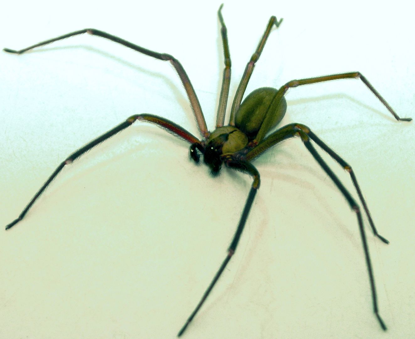 19-letni turysta ugryziony przez pająka na Ibizie. Amputują mu palce