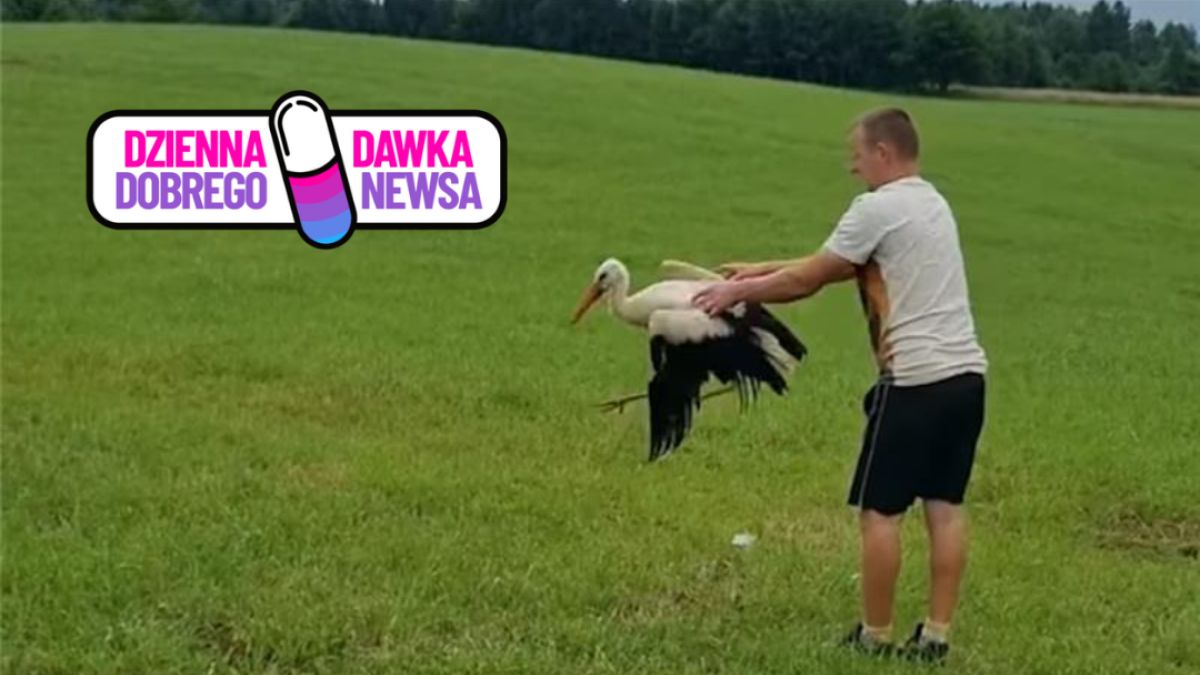 Bocian wrócił do zdrowia