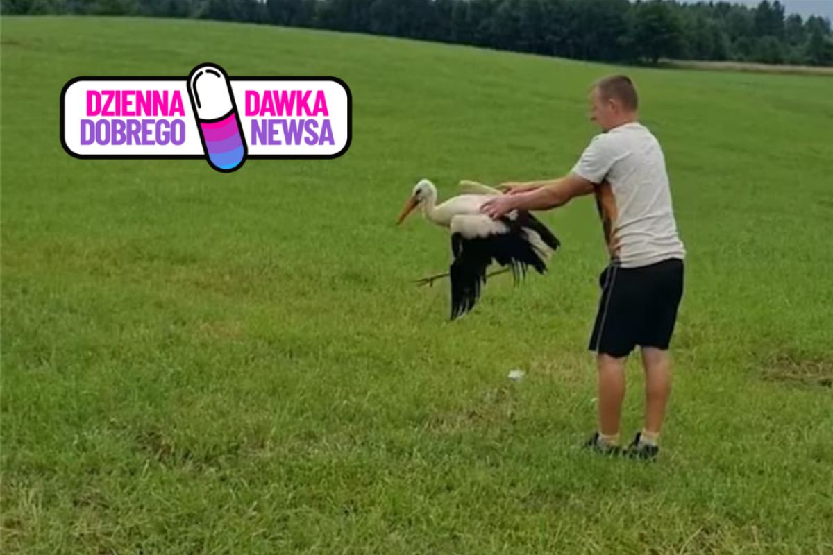 Znaleźli w polu rannego bociana. Po dwóch miesiącach znów wzbił się w powietrze