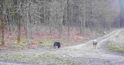 Nietypowa wataha wilków na Warmii. Zbadają ją naukowcy