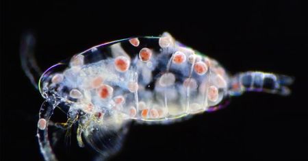 Niesamowite filmy makro z konkursu Nikon Small World