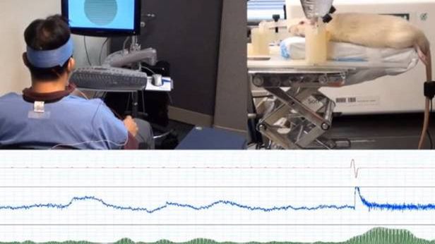 Interfejs mózg-mózg już działa. Człowiek myślami porusza ogonem szczura! 1