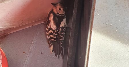 Wrocław. Ranny ptaszek na torowisku. Uratowała go motornicza tramwaju