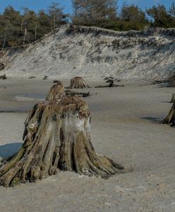 Niezwykły widok. Morze odsłoniło "zatopiony las"