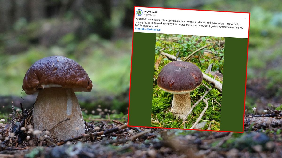 Grzyb ze zdjęcia wywołał ogromne poruszenie