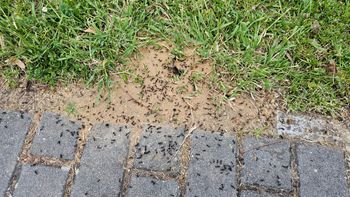 Oblej gniazdo. Mrówki znikną momentalnie